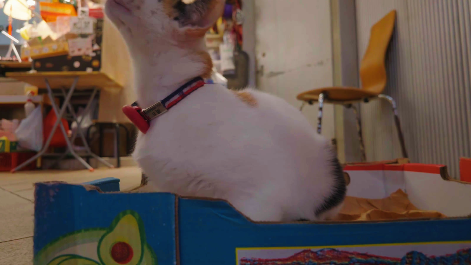 Shop Cat, Off Duty